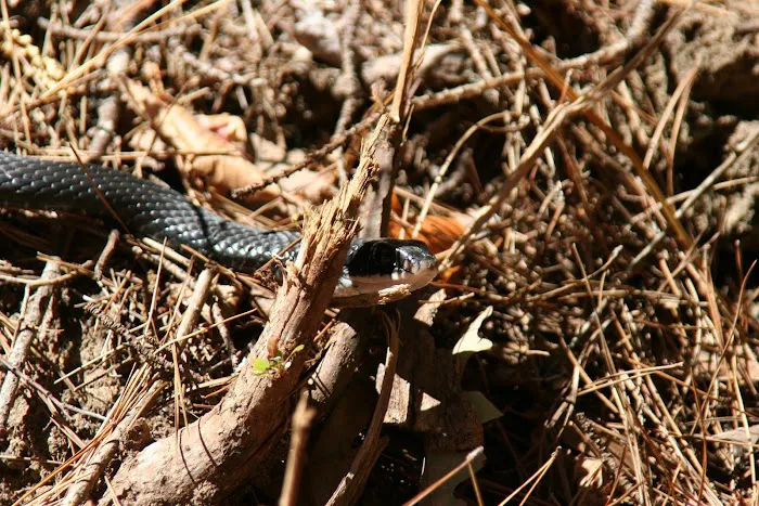 The Pocket Recreation Area Picture 7