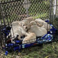 Rock River Leisure Estates ico