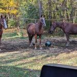 Horseriders' Campground