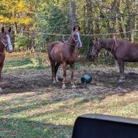 Horseriders' Campground ico