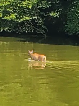Canton Lake Campground Picture 1