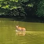 Canton Lake Campground