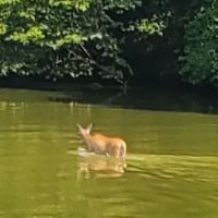 Canton Lake Campground ico