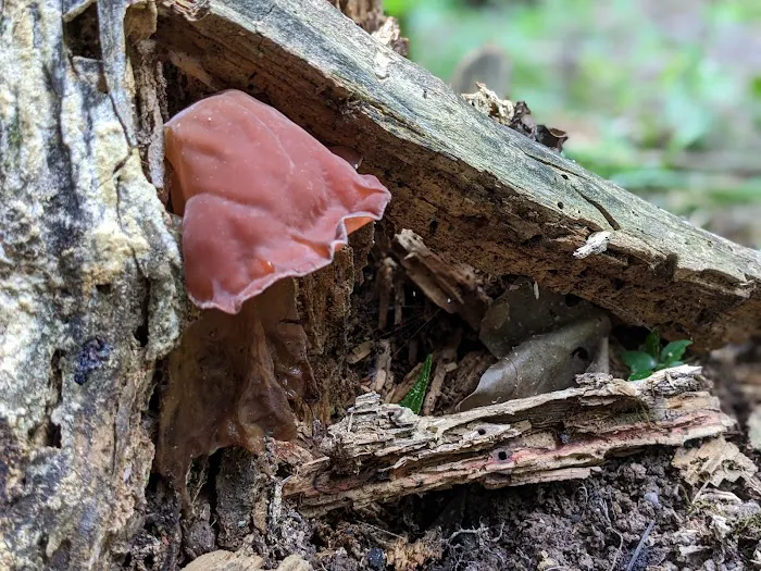 Bumpus Mills Campground Picture 6