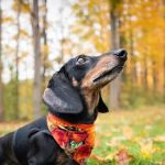 Tennessee State Forestry Department