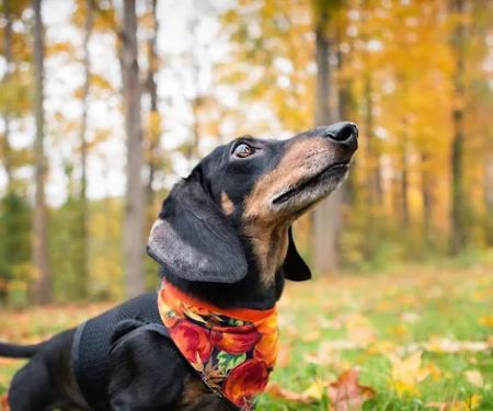 Tennessee State Forestry Department