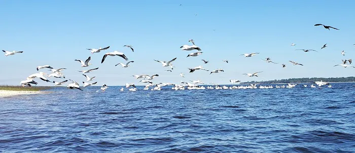 Brickhill Bluff Wilderness Campsite Picture 8