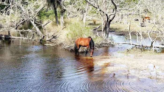 Brickhill Bluff Wilderness Campsite Picture 9