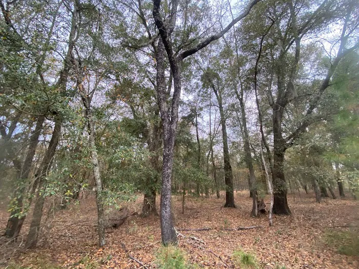 Hidden Forest RV Club Picture 3