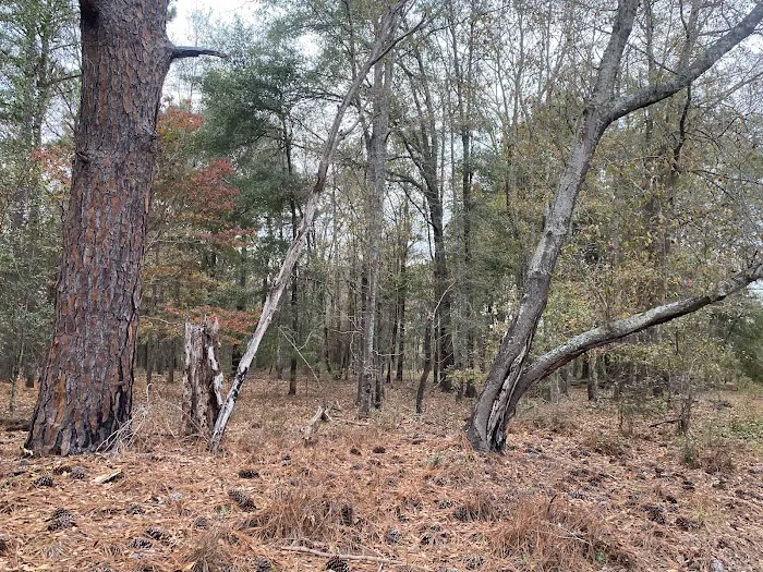 Hidden Forest RV Club Picture 6