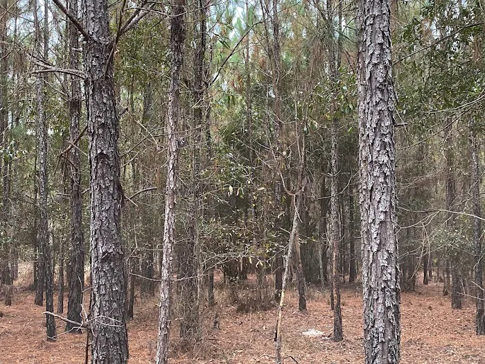 Hidden Forest RV Club Picture 10