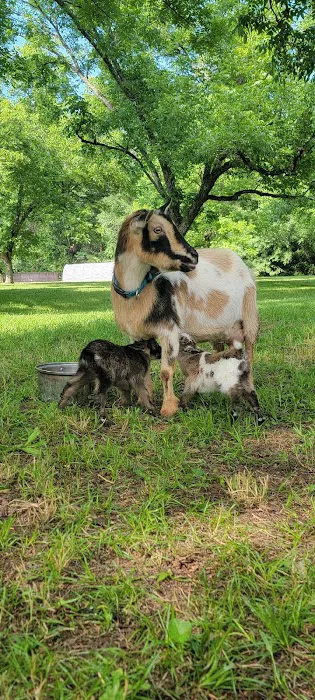 The Pecan Orchard Campgrounds Picture 8