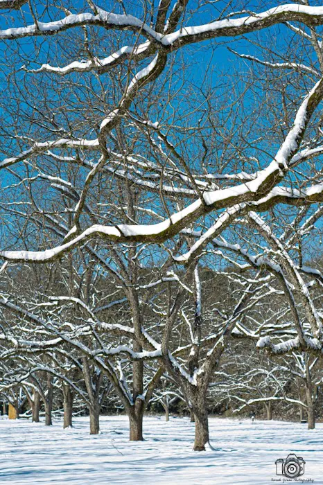 The Pecan Orchard Campgrounds Picture 3