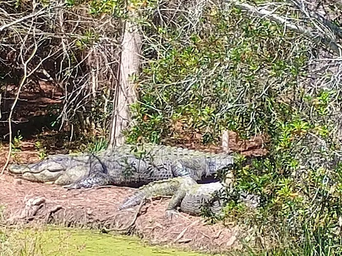 Chehaw Campground Picture 9