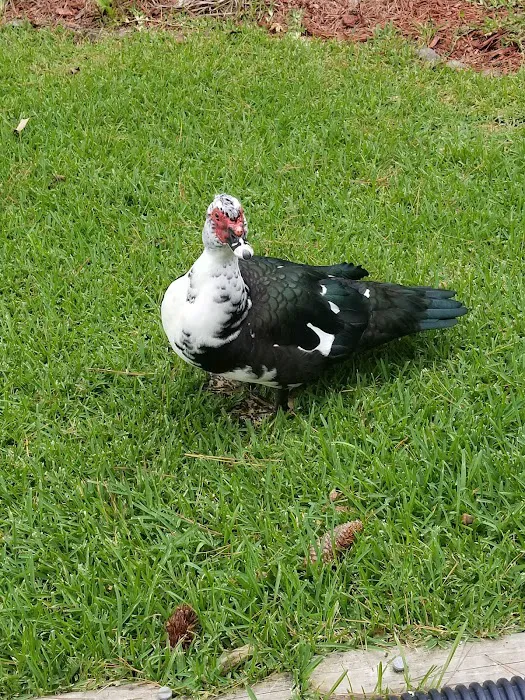 Riverside Campground & Motel Picture 9