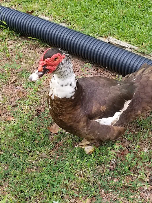 Riverside Campground & Motel Picture 6