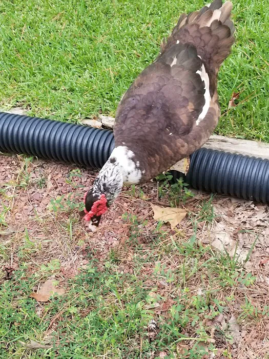 Riverside Campground & Motel Picture 8