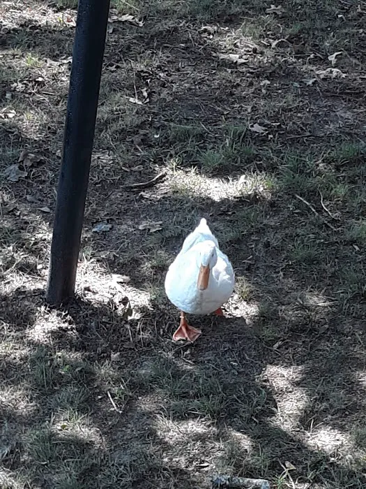 Riverside Campground & Motel Picture 7