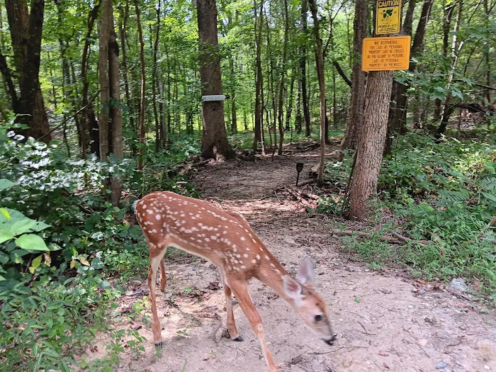 Honea's Holler Picture 10