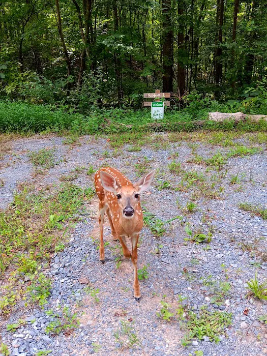 Honea's Holler Picture 7