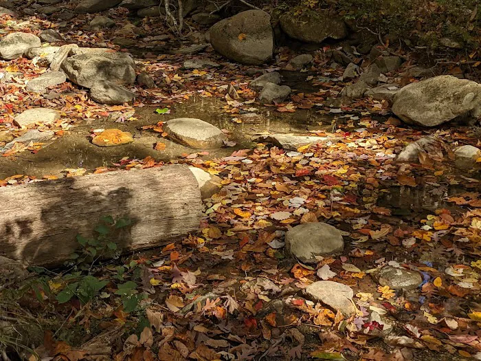 Lower Group Campground Picture 5