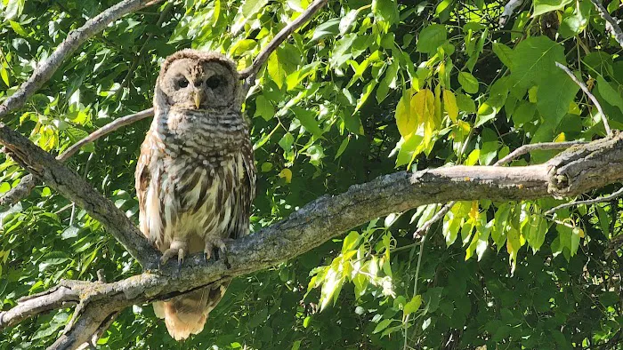 Ponderosa Wilderness Picture 1