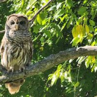 Ponderosa Wilderness ico