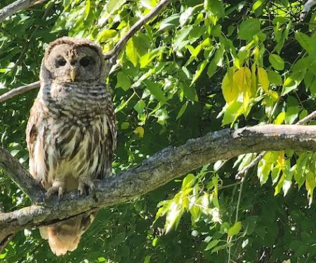 Ponderosa Wilderness