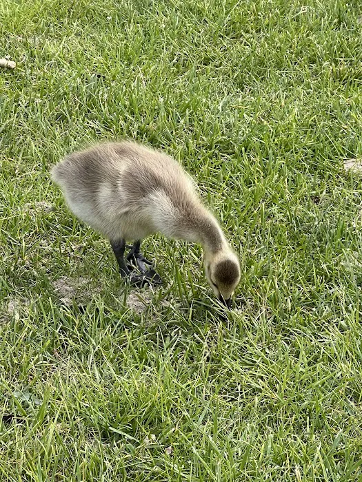 Ottawa Lake Campground Picture 6