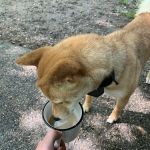 Pinewoods Campground