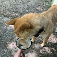 Pinewoods Campground ico