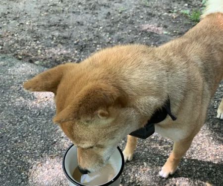 Pinewoods Campground