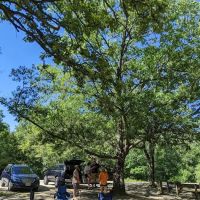 Pinewoods Campground - Group Site C ico