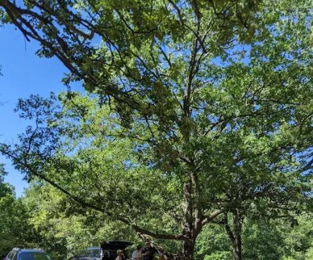Pinewoods Campground - Group Site C