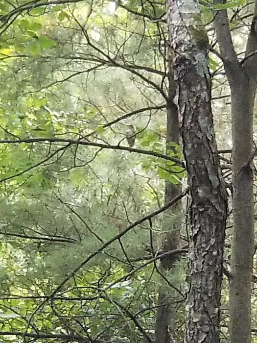 Pine Campground Picture 4