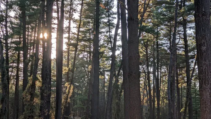 Pine Campground Picture 9