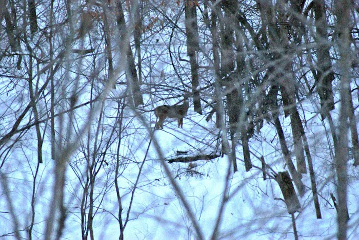 Mount Pisgah...a peaceful place Picture 4