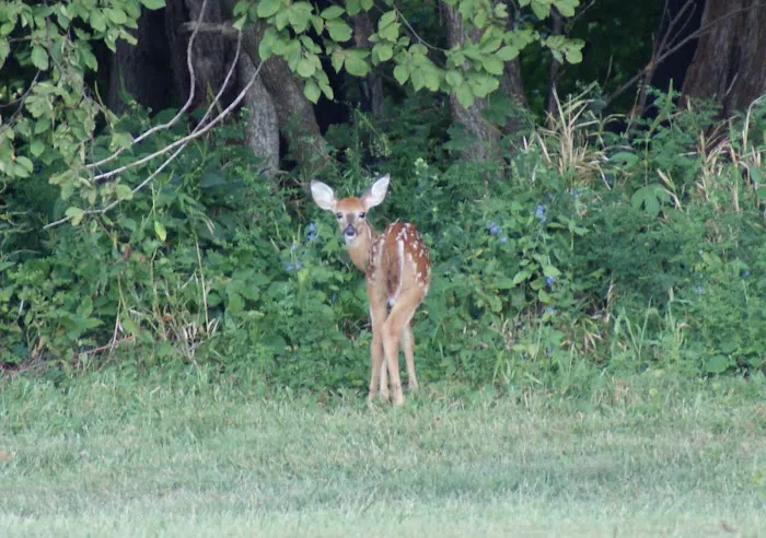 Mount Pisgah...a peaceful place Picture 10
