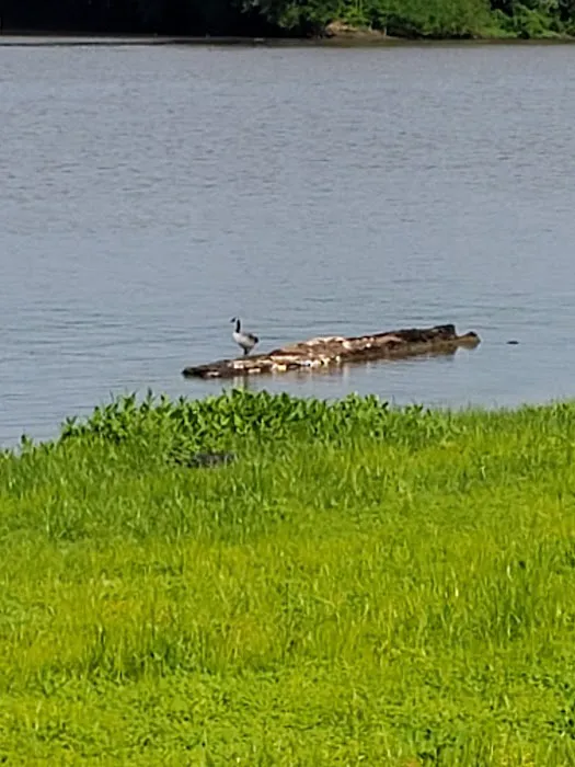 Havana Park District Camping Picture 7