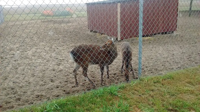 Evening Star Camping Resort Picture 8