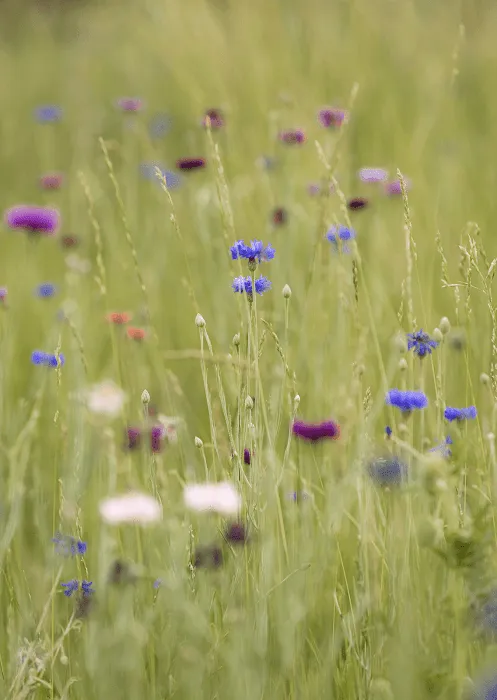 Dragonfly Lakes Picture 10