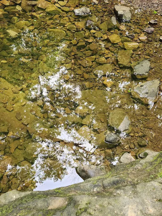 Tall Tree Lake Picture 4