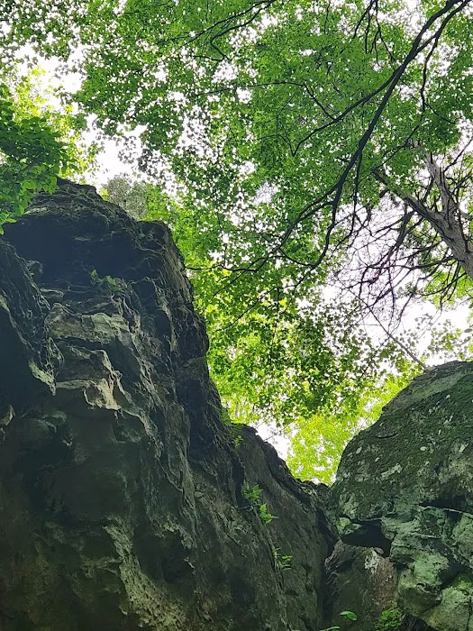 Tall Tree Lake Picture 5