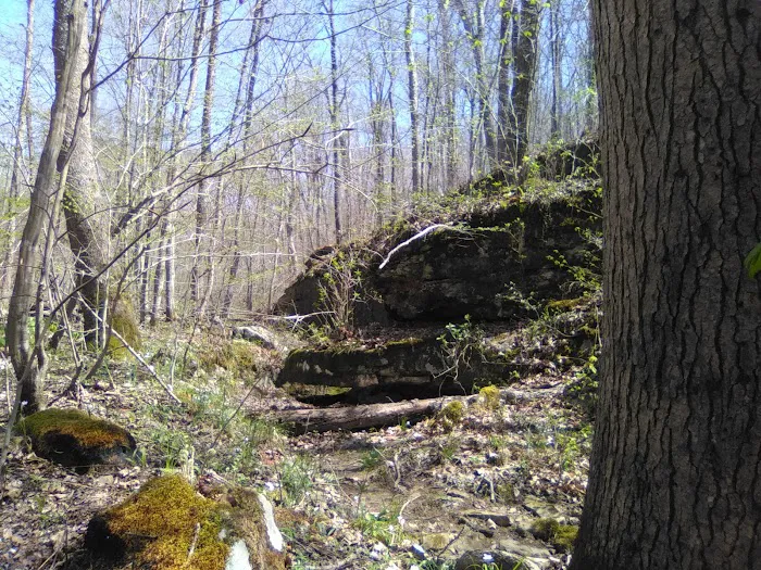 Ferne Clyffe State Park Campground Loop Picture 5