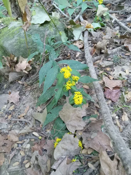 Ferne Clyffe State Park Campground Loop Picture 6