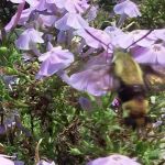 Crockett Frontiers Campground