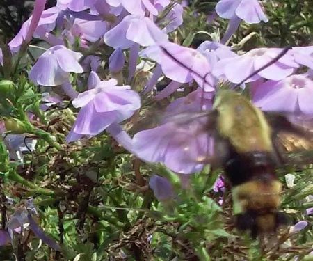 Crockett Frontiers Campground