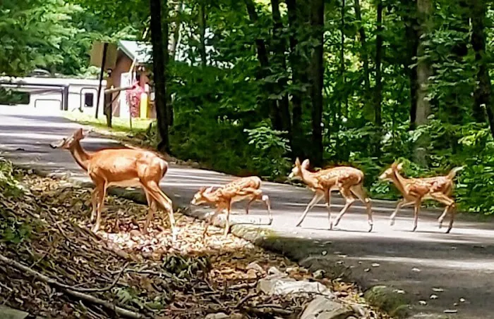 Eureka Recreation Area Picture 5