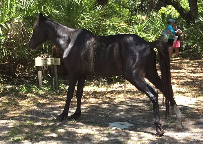 Sea Camp Campground Picture 8