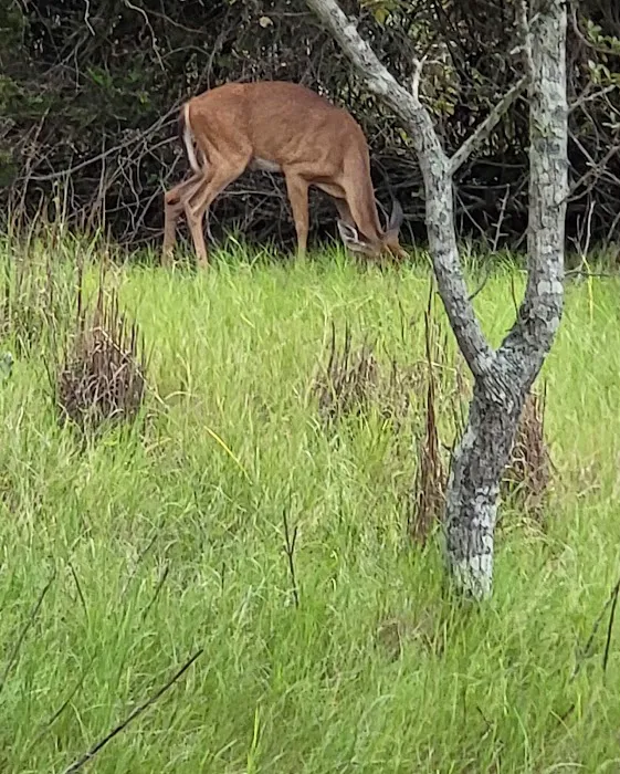 Fort Clinch Amelia River Campground Picture 10